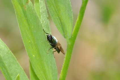 Chloromyia formosa